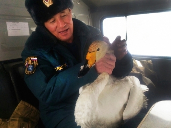 Пожарные спасли отбившегося от стаи лебедя в Республике Алтай