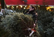 Пять елочных базаров развернулись в Костроме в канун Нового года