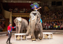 В минувшие выходные в Воронеже стартовали гастроли новогоднего шоу «Слоны в цирке», привезенного к нам Большим Варшавским цирком