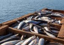 По данным Ангаро-Байкальского территориального управления Росрыболовства, критическая отметка, когда заветную рыбу можно будет приобрести легальным способом, намечена на конец февраля — начало марта следующего года