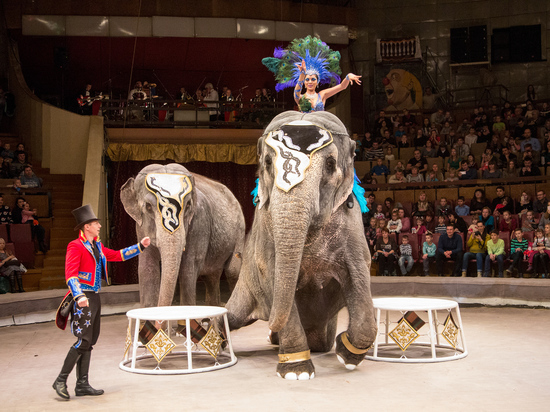 В Воронежском цирке выступает кенгуру-боксер, джигиты на страусах и слоны-кинозвезды