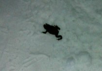 Необычное зрелище успела запечатлеть на свой фотоаппарат жительница подмосковной Балашихи: по снегу как ни в чем не бывало «шагала» жаба