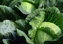 Ежедневное употребление зеленых листовых овощей, таких как капуста или шпинат, позволяет значительно замедлить старение мозга человека и предотвратить развитие старческого слабоумия