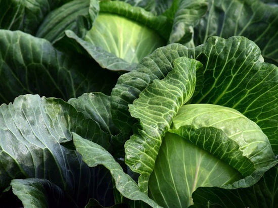 Как утверждается, от старческого слабоумия спасают листовые овощи