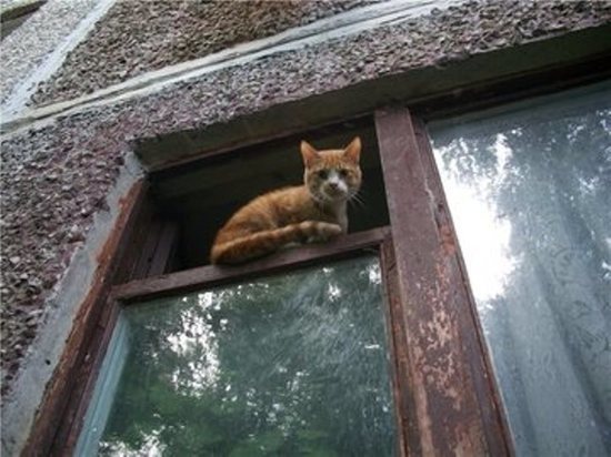 В Оренбурге в квартире заперты 25 мертвых кошек