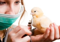 В Костромской области продолжаются мероприятия по уничтожению и недопущению распространения птичьего гриппа