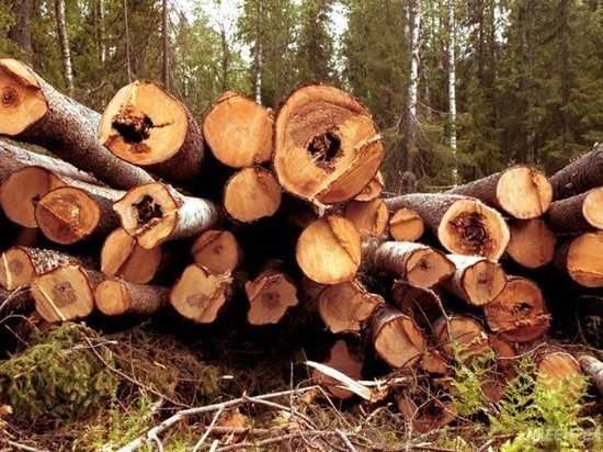Уголовное дело о незаконной рубке лесных насаждений рассматривается в суде.