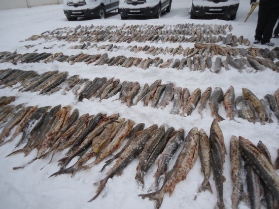 В Первомайском районе перехватили 1300 кг контрабандной рыбы