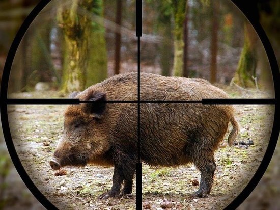 Под Костромой будут судить охотника, по неосторожности застрелившего товарища в лесу