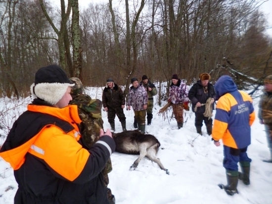 В Костромской области спасли лосиху, провалившуюся под лед