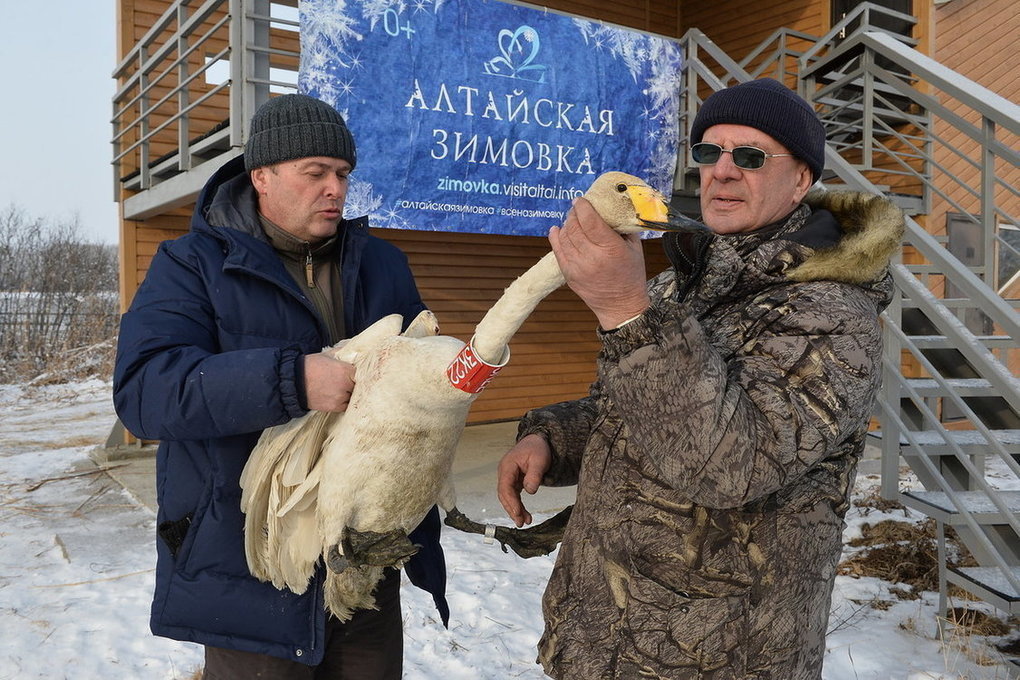 Погода урожайное советского алтайского. Урожайное Советский район Алтайский край. Алтайский край Советский район село Урожайное. Село Урожайное Алтайский край лебеди.