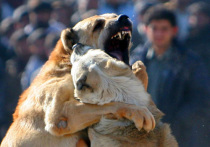 Среди волгоградских зоозащитников распространяются слухи, что в регионе действуют участники так называемых боев насмерть, главными бойцами которых становятся собаки