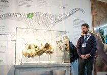 Группа российских ученых из Москвы, Санкт-Петербурга и Томска изучила останки динозавра, принадлежащего к отряду зауропод, самых крупных динозавров на планете