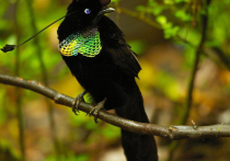 Оперение некоторых райских птиц, обитающих в Австралии, поглощает свет лучше любых природных материалов и лишь слегка уступает самой черной субстанции, когда-либо изобретенной человечеством