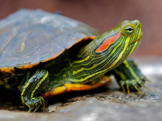 Работники мусоросортировочного комплекса спасли черепаху в Нижегородской области