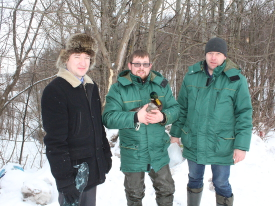 Дикую утку спасли от морозов в Нижнем Новгороде