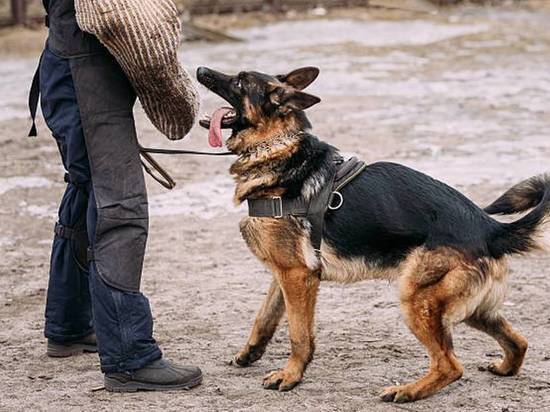 В Оренбургском районе хозяин собаки, покусавшей двух детей за моральный вред заплатит 60 тысяч рублей 
