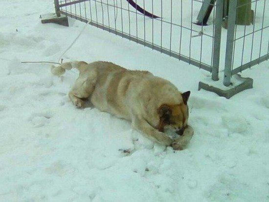 Полиция Екатеринбурга ищет свидетелей убийства собаки, которую могли взорвать петардами