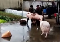 В СМИ появилось видео, на котором одна свинья бросается на вооруженных ножом мясников ради того, чтобы отбить у них другую свинью, которую вот-вот должны были зарезать. 