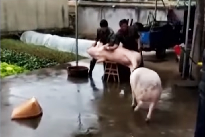 Аппарат размножения 1967 - - Учебная книга свинаря