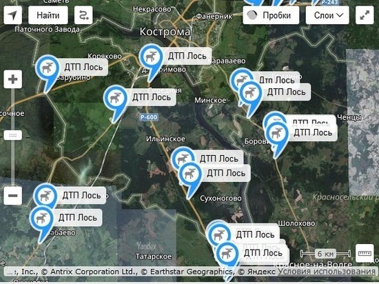 О встрече с лосем в Костромской области предупредит интерактивная карта