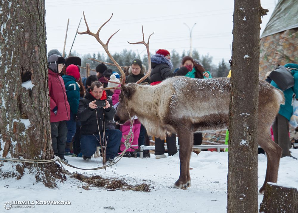 Лучшие кадры: Талви Укко приехал в Петрозаводск на оленях