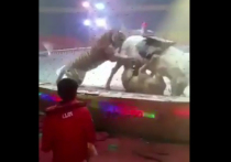 В Интернете появилось видео нападения тигра и львицы на цирковую лошадь. Инцидент произошел в китайском цирке Cangxian Cirque во время репетиции. Ролик вызвал бурю негодования в соцсетях и снова поднял вопрос о целесообразности существования цирков, эксплуатирующих животных. 