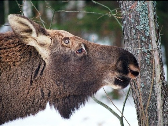 Охота на лосей закрывается в Нижегородской области