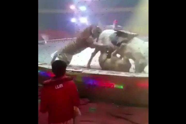 Покажи видео нападение. Нападение животных в цирке тигр. Нападение тигра на лошадь. В Китае тигр напал на девушку.