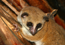 Группа зоологов, представляющих Университет штата Нью-Йорк SUNY, обнаружили в юго-восточной части Мадагаскара новый вид лемуров, получивший название Cheirogaleus crossleyi