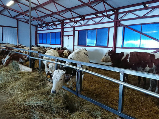 В Тамбовской области открылась молочная ферма