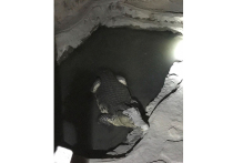 Полиция и ФСБ во время проведения  обыск у петергофского реконструктора Павла Бараненко по делу о незаконном обороте и хранении оружия  неожиданно обнаружила в подвале крокодила