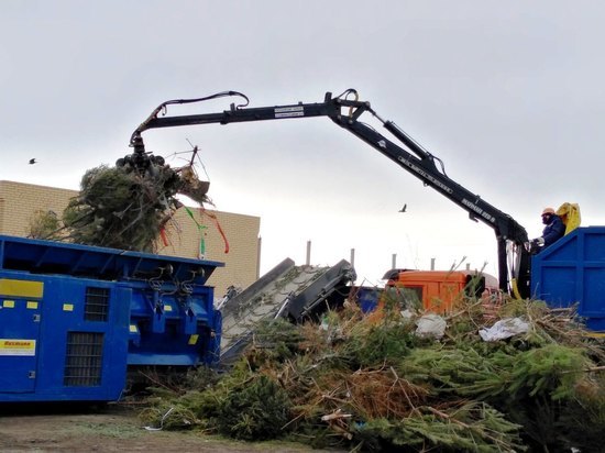 В Астрахани переработанные елки используют для озеленения