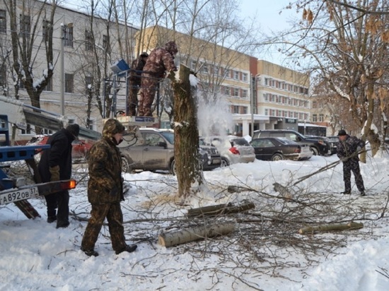 Зелень не нужна: Ивановская мэрия избавляется от деревьев