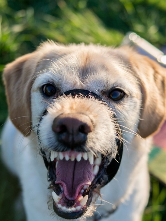 В белгородской области собака покусала 17 человек