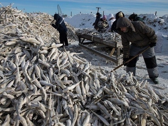 Морскую рыбу по социальным ценам продают на 160 площадках области