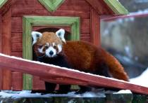 Посетители столичного зоопарка смогут увидеть, как проходит учебный процесс у самых энергичных питомцев — красных панд