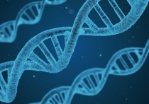 Исследователи, представляющие Китайскую академию наук, заявили, что им впервые удалось успешно клонировать макаку, создав две особи, идентичных клонируемому животному с генетической точки зрения