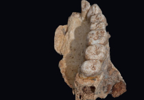 Изучив челюсть, ранее обнаруженную в пещере Мислия на территории Израиля, специалисты из Тель-Авивского университета пришли к выводу, что ее возраст составляет не менее 177 тысяч лет