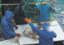 В Японском море продолжаются поиски рыболовецкого траулера «Восток», на борту которого было 20 моряков