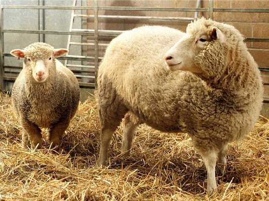 В Липецкой области похитили 57 овец