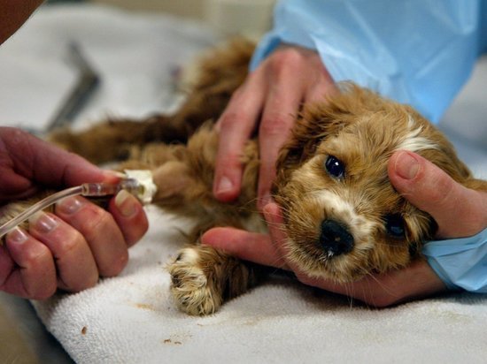 Закон для них не писан: ветеринарные клиники Екатеринбурга, где убивают животных