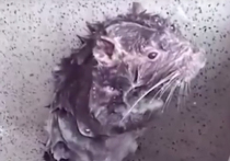 Короткое видео крысы, принимающей душ, появилось на прошлой неделе и очень быстро стало вирусным