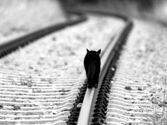 Юный новокузнечанин спасал котенка и потерялся на ж/д дороге 