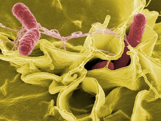 В Орле в субпродуктах обнаружили опасные бактерии