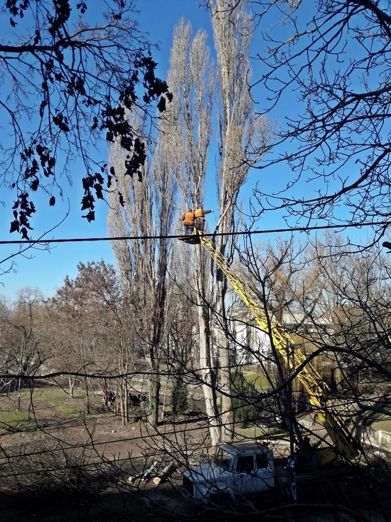 В Симферополе продолжают расправляться с деревьями вдоль Салгира 