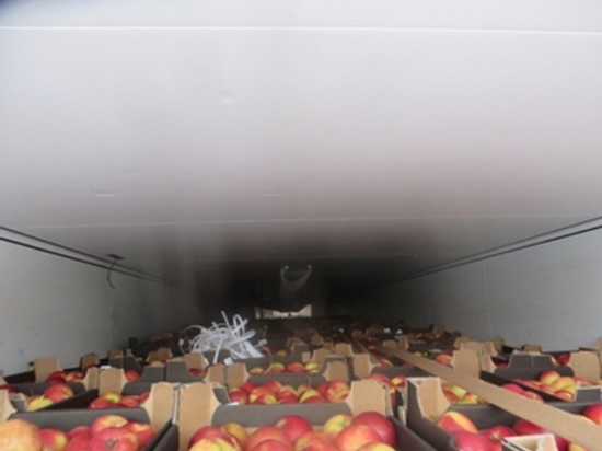 В Оренбуржье уничтожили более 20 тонн польских яблок