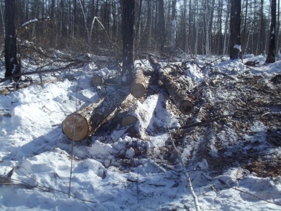 Бывший директор Илекского лесхоза оштрафован за уничтожение сотни дубов