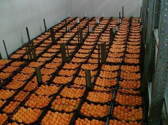  В Оренбуржье из Казахстана пытались незаконно провести 160 тонн мандаринов