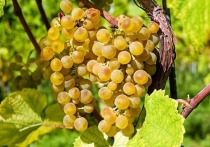 Употребление в пищу винограда понижает шансы развития у человека депрессии и в целом улучшает его психологическое состояние